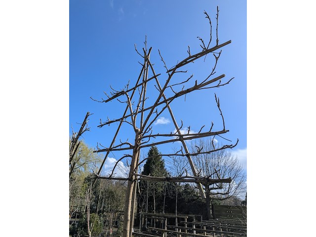 Partij bomen in pot - afbeelding 11 van  33