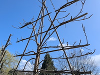 Partij bomen in pot - afbeelding 11 van  33