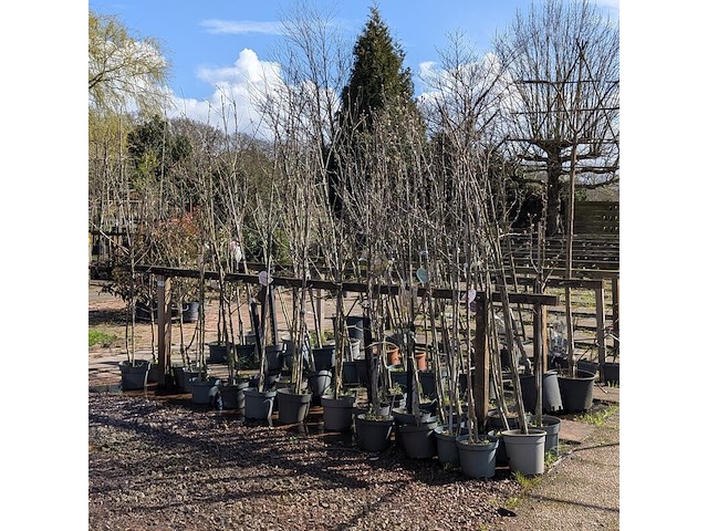 Partij bomen in pot - afbeelding 1 van  33