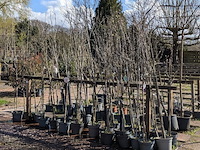 Partij bomen in pot - afbeelding 1 van  33