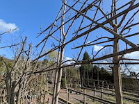 Partij bomen in pot - afbeelding 13 van  33