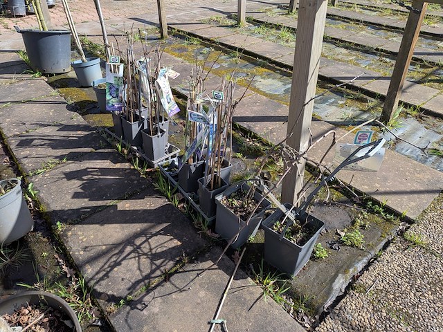 Partij bomen in pot - afbeelding 14 van  33