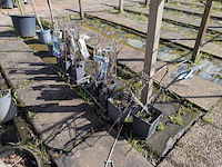 Partij bomen in pot - afbeelding 14 van  33