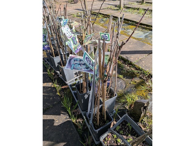 Partij bomen in pot - afbeelding 15 van  33