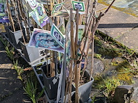 Partij bomen in pot - afbeelding 15 van  33