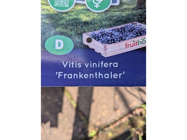 Partij bomen in pot - afbeelding 16 van  33