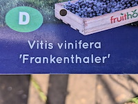 Partij bomen in pot - afbeelding 16 van  33