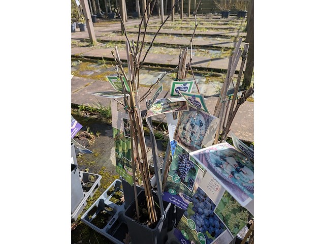 Partij bomen in pot - afbeelding 17 van  33