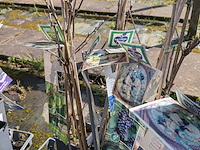 Partij bomen in pot - afbeelding 17 van  33