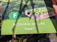 Partij bomen in pot - afbeelding 18 van  33