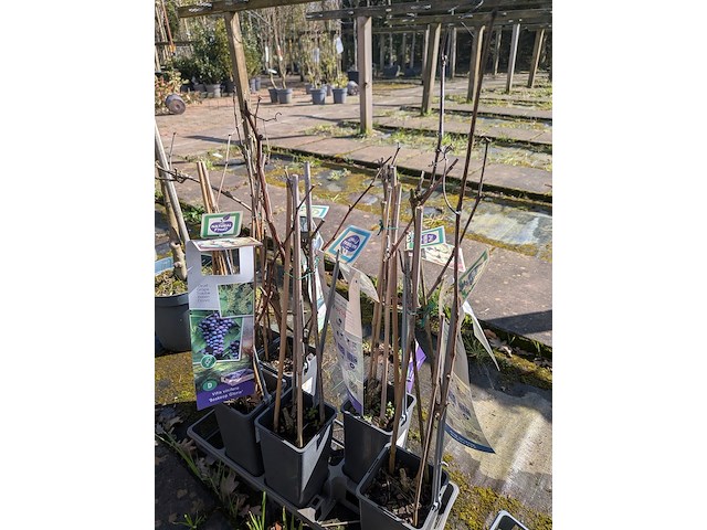 Partij bomen in pot - afbeelding 19 van  33