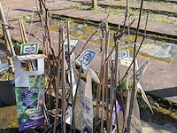 Partij bomen in pot - afbeelding 19 van  33