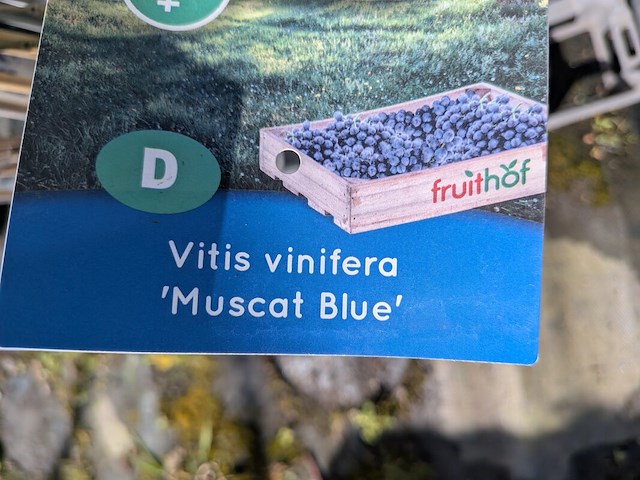 Partij bomen in pot - afbeelding 20 van  33