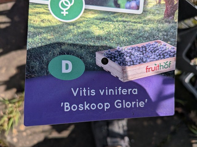 Partij bomen in pot - afbeelding 21 van  33