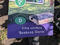 Partij bomen in pot - afbeelding 21 van  33