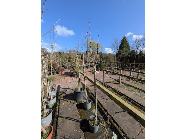 Partij bomen in pot - afbeelding 22 van  33