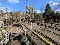 Partij bomen in pot - afbeelding 22 van  33