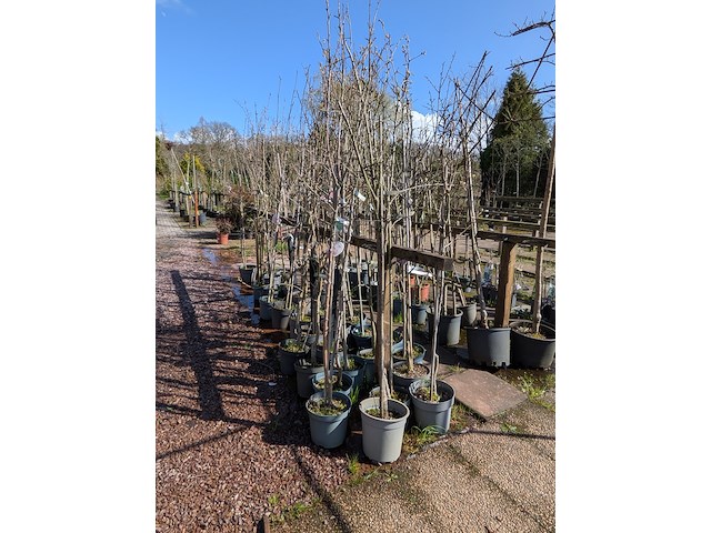 Partij bomen in pot - afbeelding 12 van  33