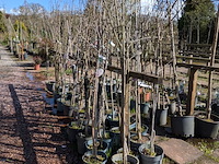 Partij bomen in pot - afbeelding 12 van  33