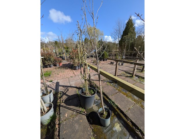 Partij bomen in pot - afbeelding 24 van  33