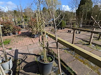 Partij bomen in pot - afbeelding 24 van  33