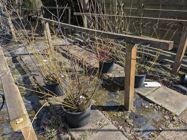 Partij bomen in pot - afbeelding 25 van  33