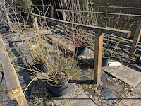 Partij bomen in pot - afbeelding 25 van  33