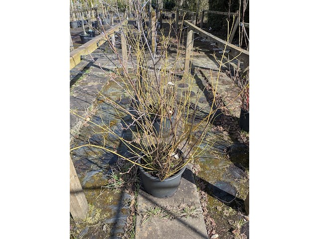 Partij bomen in pot - afbeelding 26 van  33