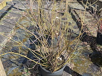 Partij bomen in pot - afbeelding 26 van  33