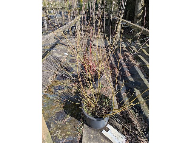 Partij bomen in pot - afbeelding 27 van  33