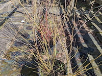 Partij bomen in pot - afbeelding 27 van  33