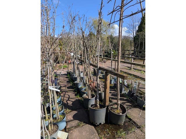 Partij bomen in pot - afbeelding 23 van  33