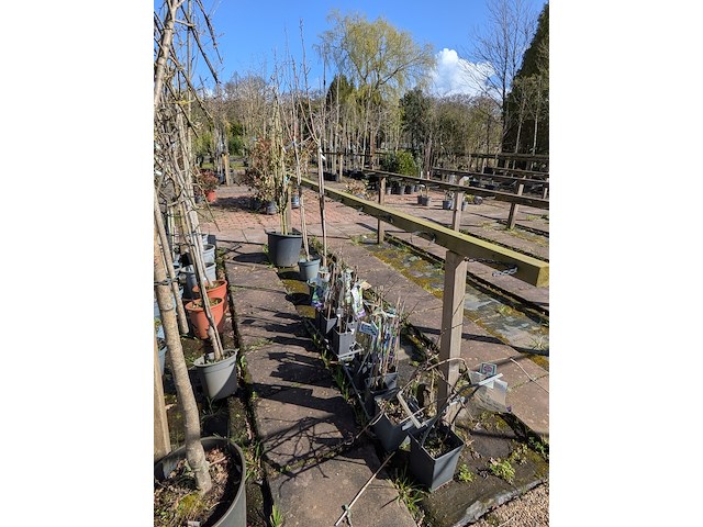 Partij bomen in pot - afbeelding 28 van  33