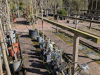 Partij bomen in pot - afbeelding 28 van  33