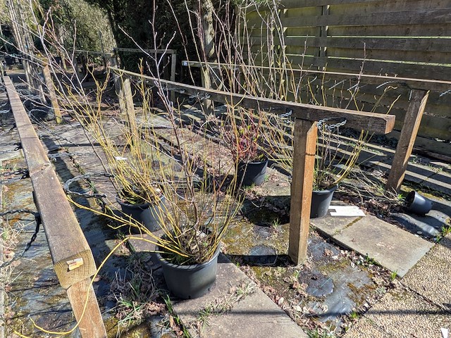 Partij bomen in pot - afbeelding 29 van  33