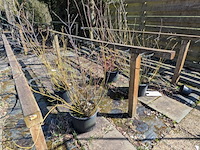 Partij bomen in pot - afbeelding 29 van  33