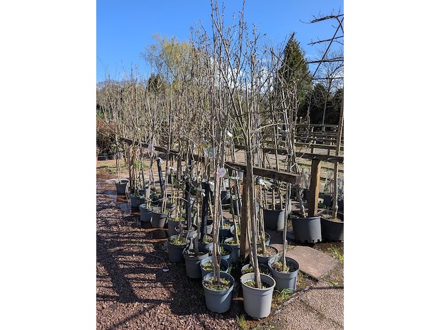 Partij bomen in pot - afbeelding 30 van  33