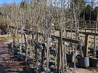 Partij bomen in pot - afbeelding 30 van  33