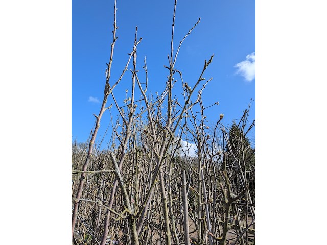 Partij bomen in pot - afbeelding 31 van  33