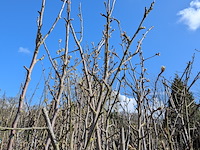 Partij bomen in pot - afbeelding 31 van  33