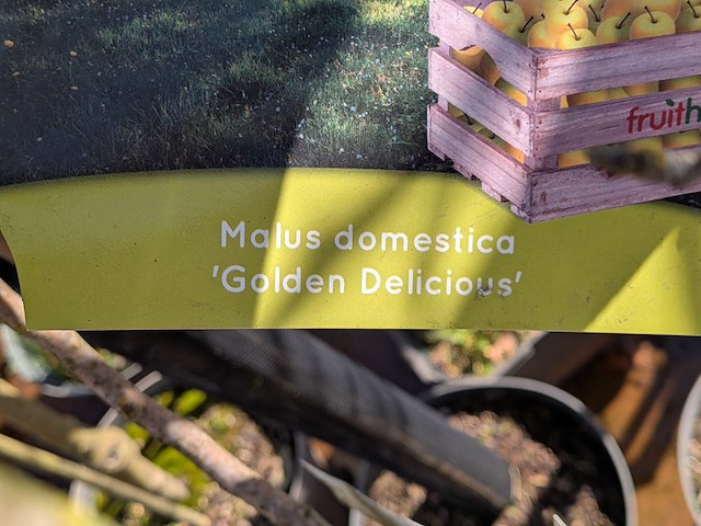 Partij bomen in pot - afbeelding 32 van  33