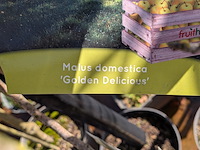 Partij bomen in pot - afbeelding 32 van  33