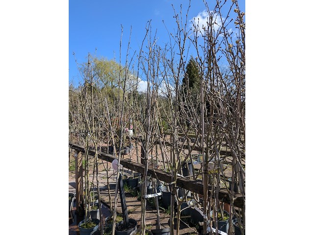 Partij bomen in pot - afbeelding 33 van  33