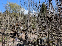 Partij bomen in pot - afbeelding 33 van  33