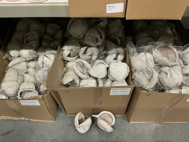 Partij buddha nuts (240x) - afbeelding 2 van  3