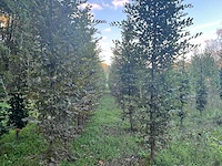 Partij carpinus betulus haagbeuk (circa 155 stuks) - afbeelding 7 van  10