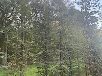 Partij carpinus betulus haagbeuk (circa 155 stuks) - afbeelding 3 van  10