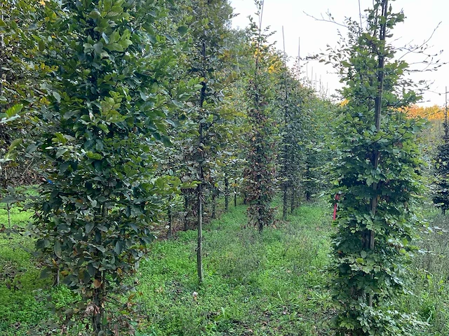 Partij carpinus betulus haagbeuk (circa 155 stuks) - afbeelding 4 van  10