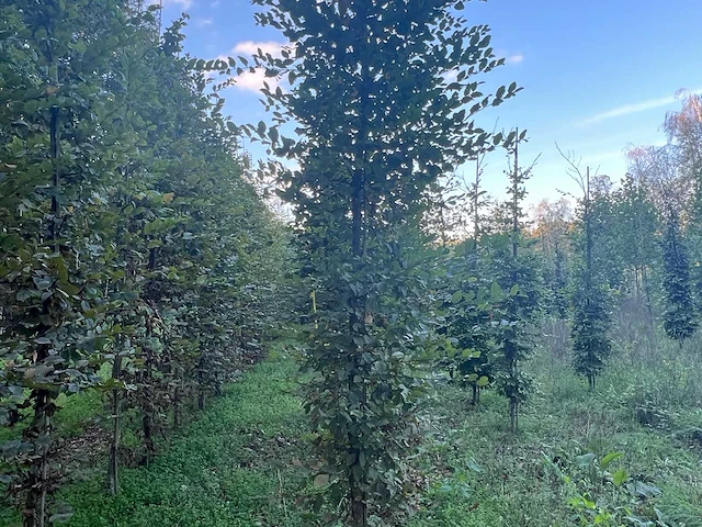 Partij carpinus betulus haagbeuk (circa 155 stuks) - afbeelding 6 van  10