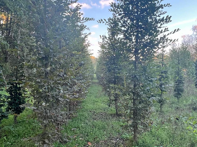 Partij carpinus betulus haagbeuk (circa 155 stuks) - afbeelding 7 van  10